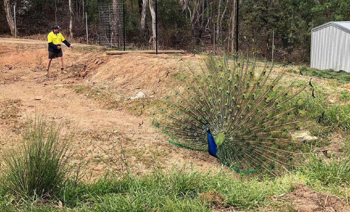 PROGRESS: A peacock checks out the internal fencing at the Wagga Zoo as part of the Entwine Project. Picture: Toby Vue
