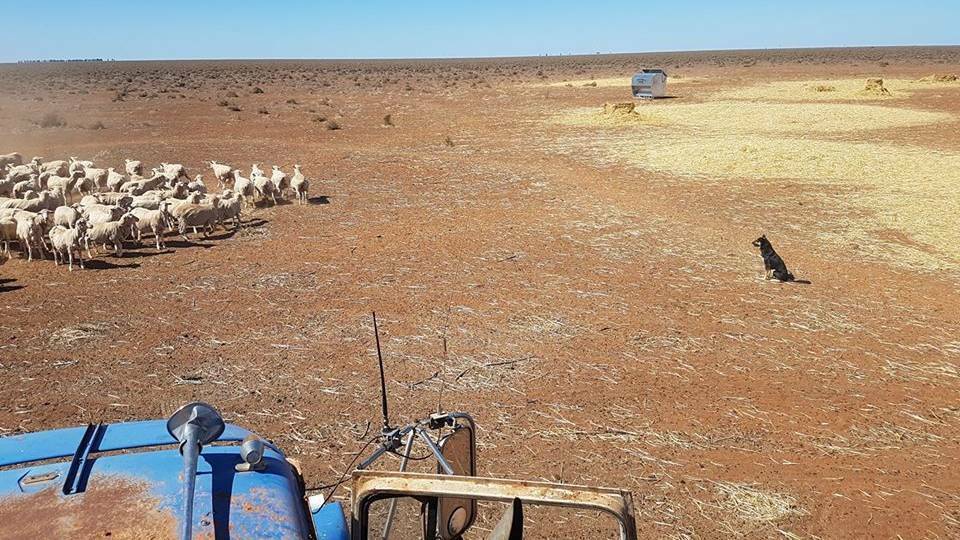 Farmers’ mental health compounded by drought crisis: report