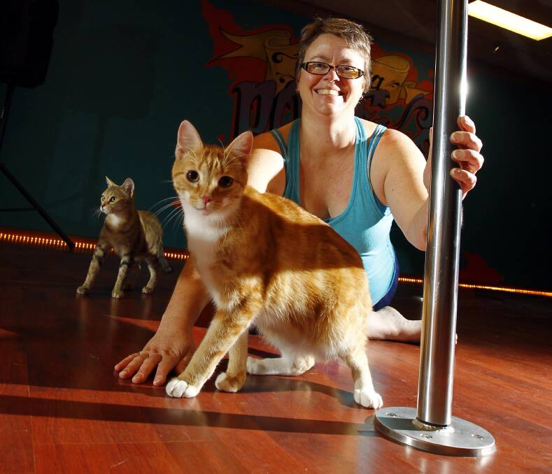 FURRY FITNESS: 12-month-old Big Ginger gets ready for some pole dancing action in 2017 with Wagga Pole Studio owner Jennifer Spinner. Picture: Les Smith   