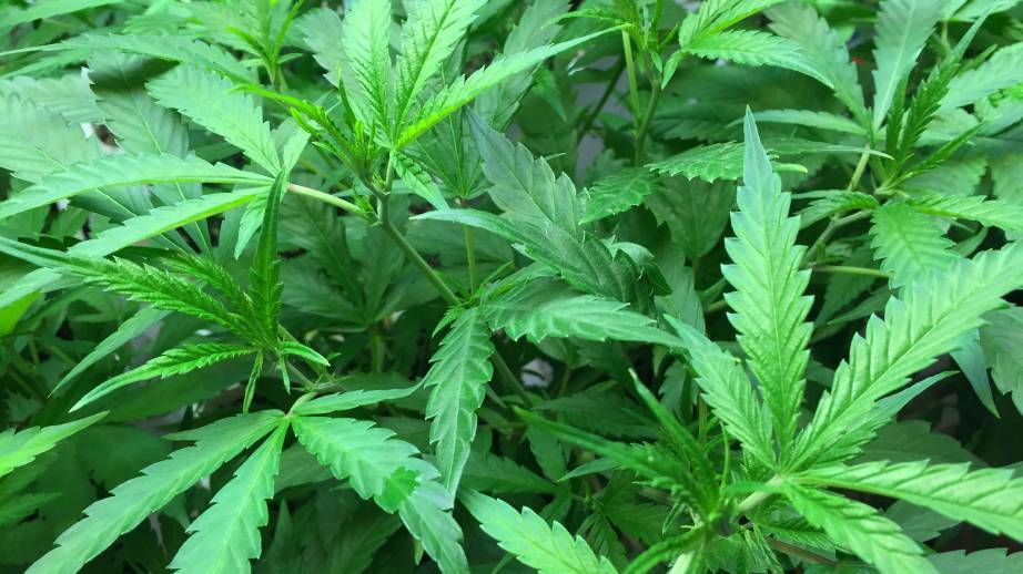 More than 500 grams of cannabis found at Ashmont home