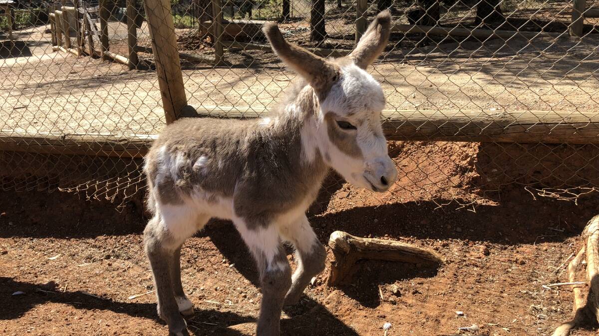 HEY THERE: The latest addition to the Botanic Gardens Zoo, a new-born donkey, takes its first steps around the enclosure. Picture: Lachlan Grey