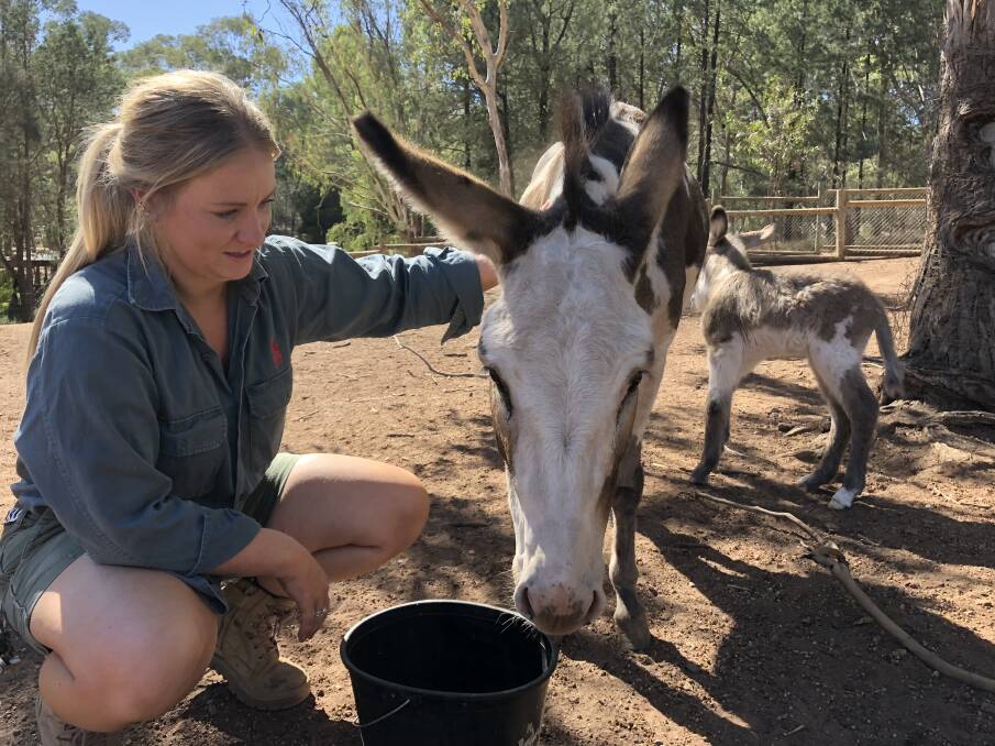 PROUD MUM: Zoo curator Kira McBeth with Jenny, the mother of Botanic Garden Zoo's latest arrival. A new foal was born early on Monday March 26. 
