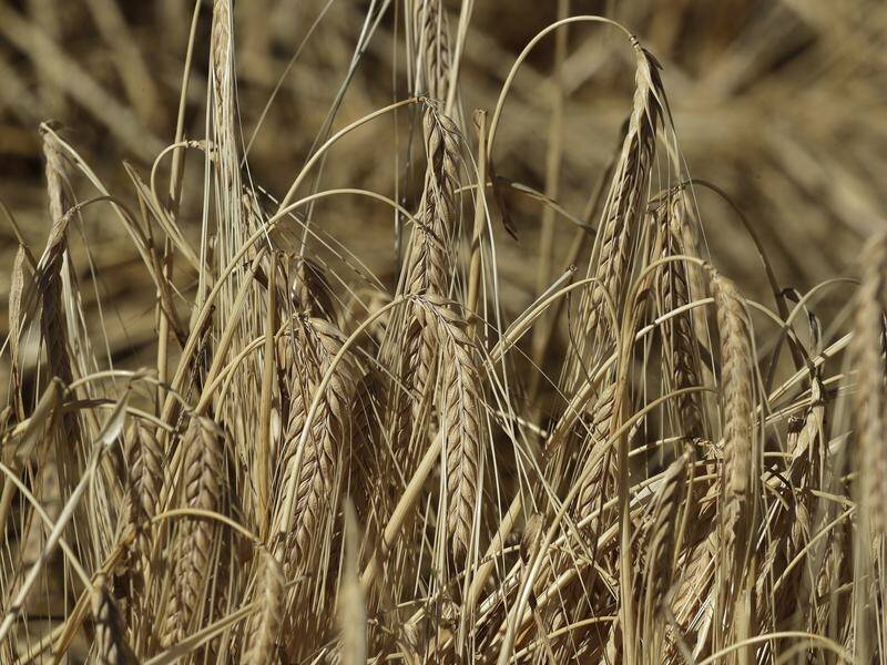 China has placed tariffs totalling 80.5 per cent on barley imports from Australia.