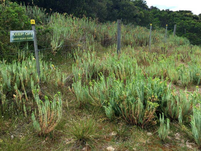 An ecologist says some weeds have been in Australia so long they may need to be considered natives. (PR HANDOUT IMAGE PHOTO)