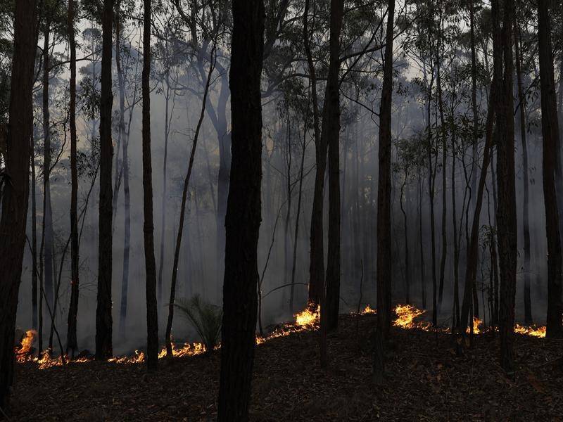 Forecasts say summer bushfires and the coronavirus will impact the forestry industry for decades.
