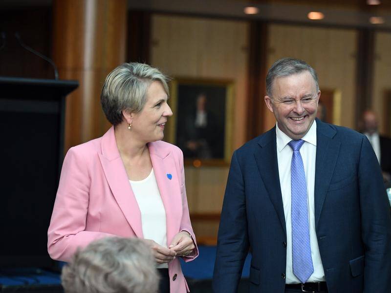 Tanya Plibersek has declined a run for the Labor leadership against Anthony Albanese.