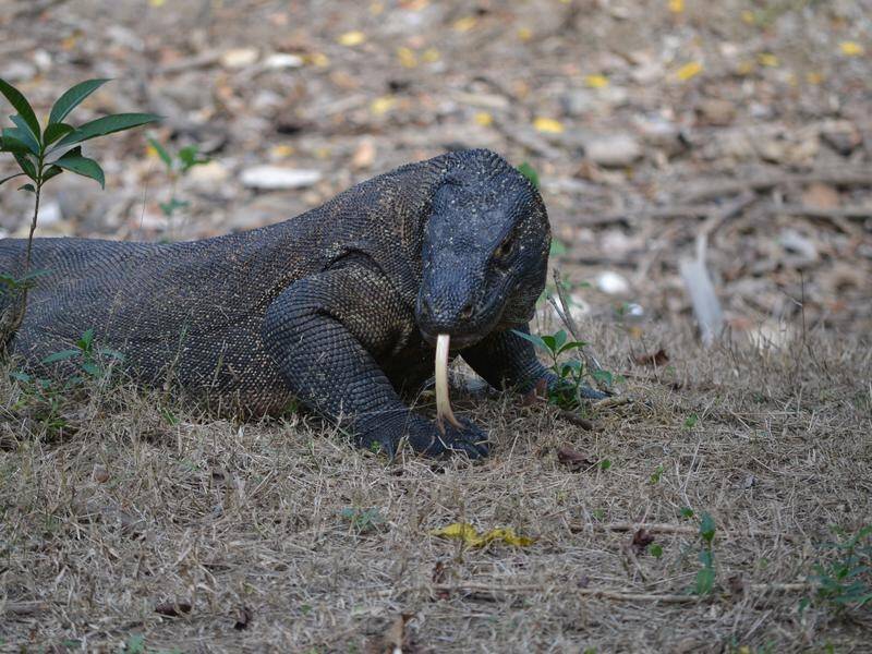 Indonesia plans to close the island of Komodo to the public next year to conserve Komodo dragons.