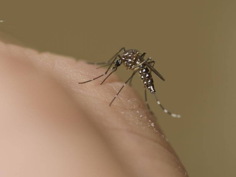 Japanese encephalitis spreads through mosquito bites and can't be transmitted person-to-person.