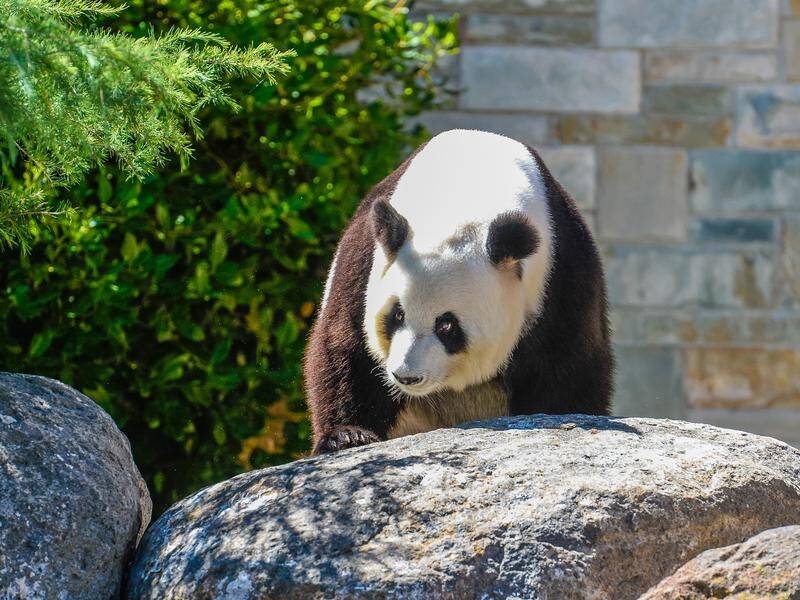 Adelaide Zoo's giant panda, Fu Ni, is not pregnant despite an artificial insemination program. (Roy Vandervegt/AAP PHOTOS)