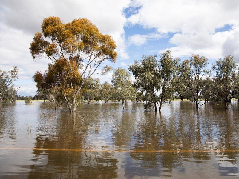 Forbes and Bathurst in NSW are on high alert for severe flooding despite heavy rainfall easing. (Rebecca Bennett/AAP PHOTOS)
