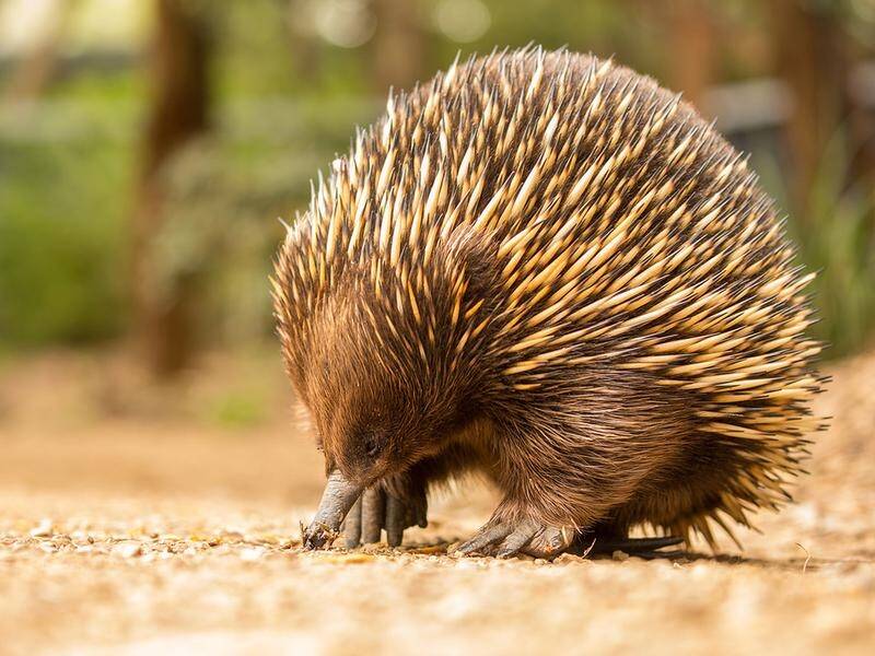 A major public research project has revealed the elusive echidna loves the big smoke.