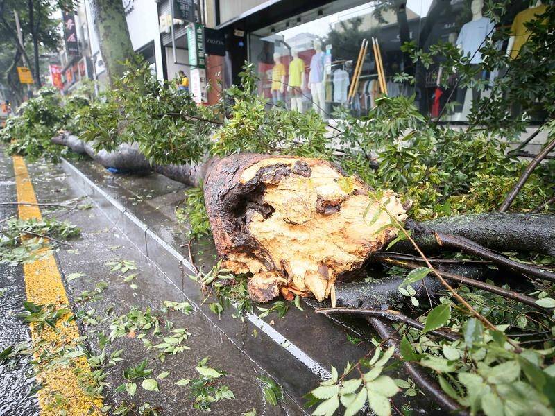 A toppled tree on Jeju Island, South Korea, as typhoon Bavi passes.