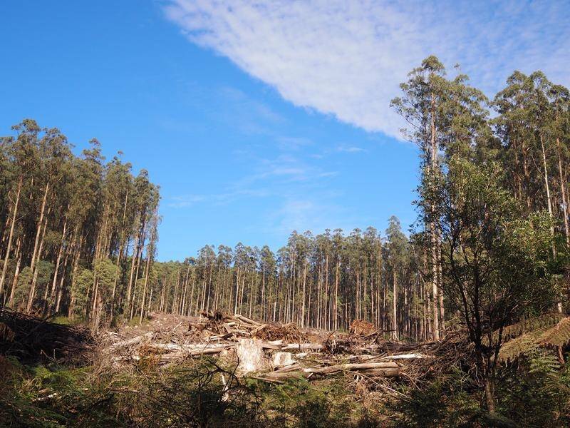 Victoria has put an immediate ban on old-growth logging, with native harvesting to end by 2030.