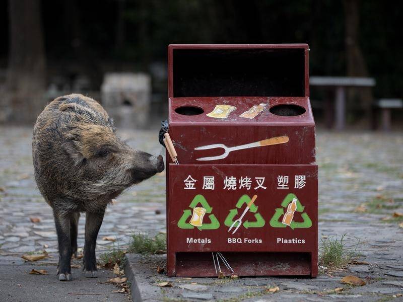 A wild boar looks for food in the barbecue area of a park in Hong Kong.