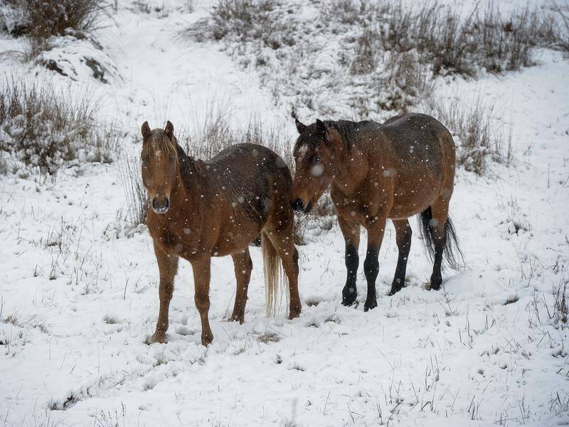 Federal MPs have been told Kosciuszko National Park is becoming a horse paddock. (Perry Duffin/AAP PHOTOS)