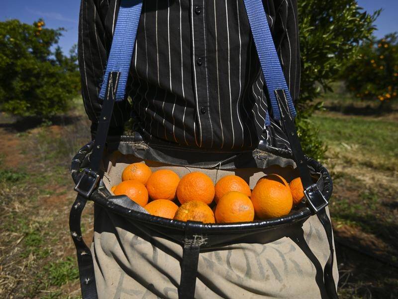 Unions want fruit pickers to be guaranteed the minimum wage following revelations of underpayment.
