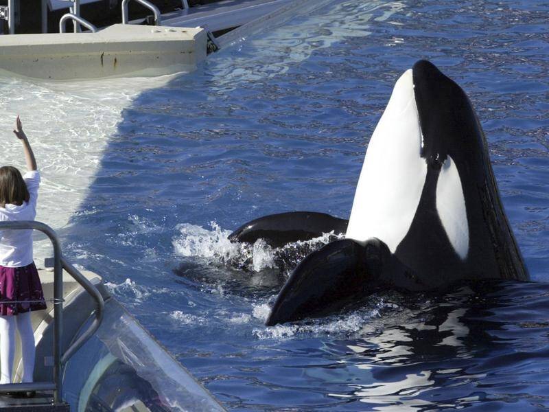 TripAdvisor has banned ticket sales to theme parks that breed or import whales and dolphins.