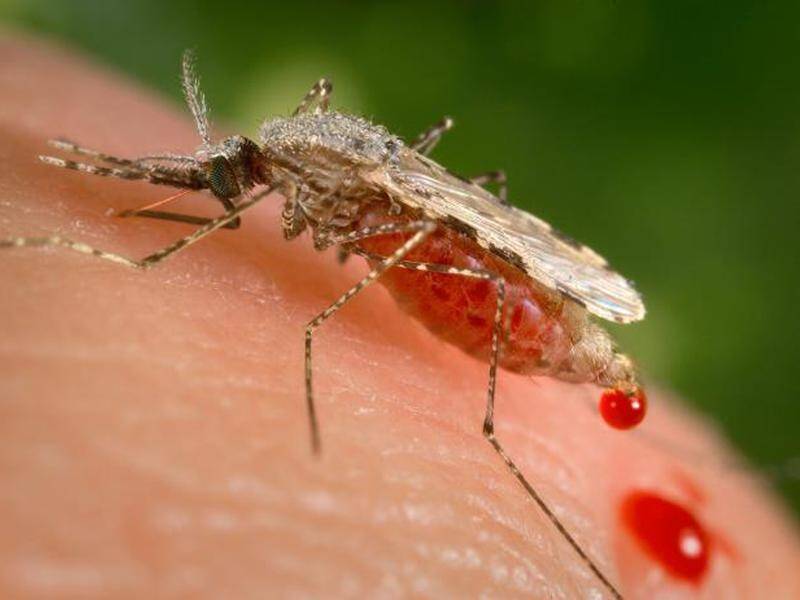 The federal government will buy 130,000 vaccines to combat a Japanese encephalitis virus outbreak.