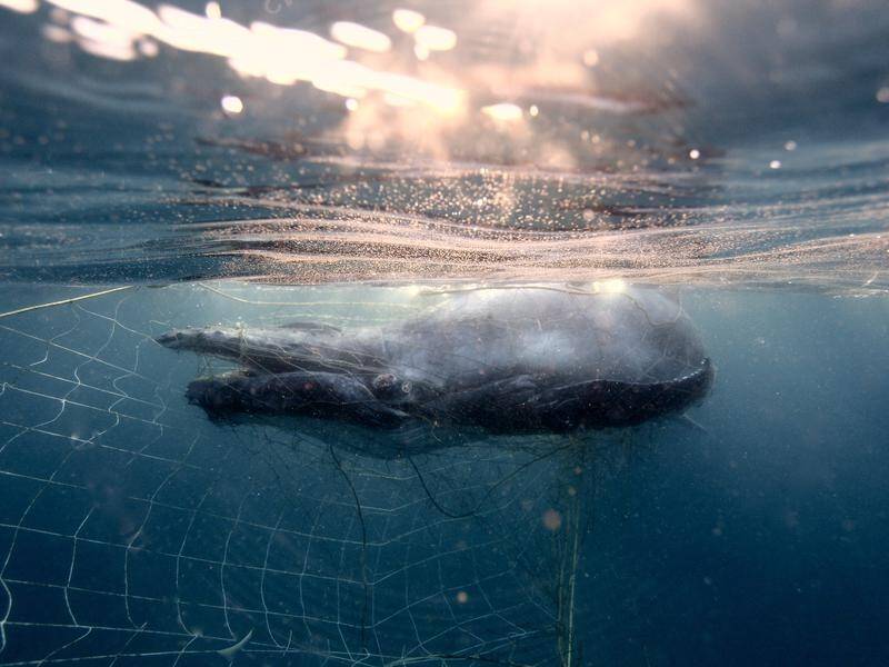 Data shows shark nets are taking their toll on non-target species, such as humpback whales. (PR HANDOUT IMAGE PHOTO)