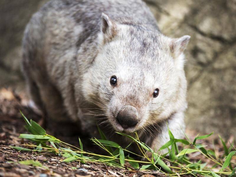 Winnie the Wombat, believed to be the world's oldest, has died at 32 years of age.