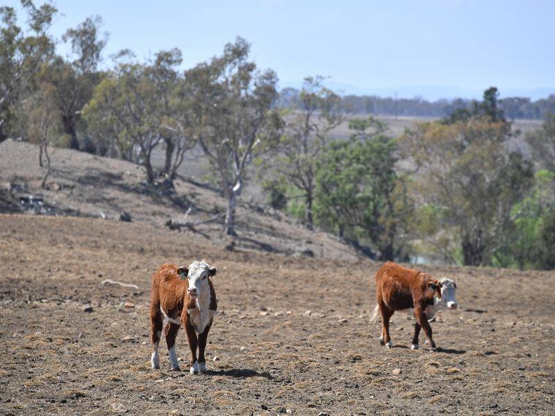 Michael McCormack says the drought crippling Australia will take years to recover from.