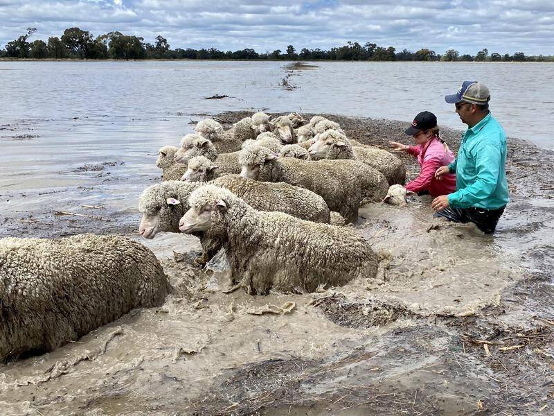 The Burge family's NSW properties under water and their sheep are being fed via helicopter. (PR HANDOUT IMAGE PHOTO)