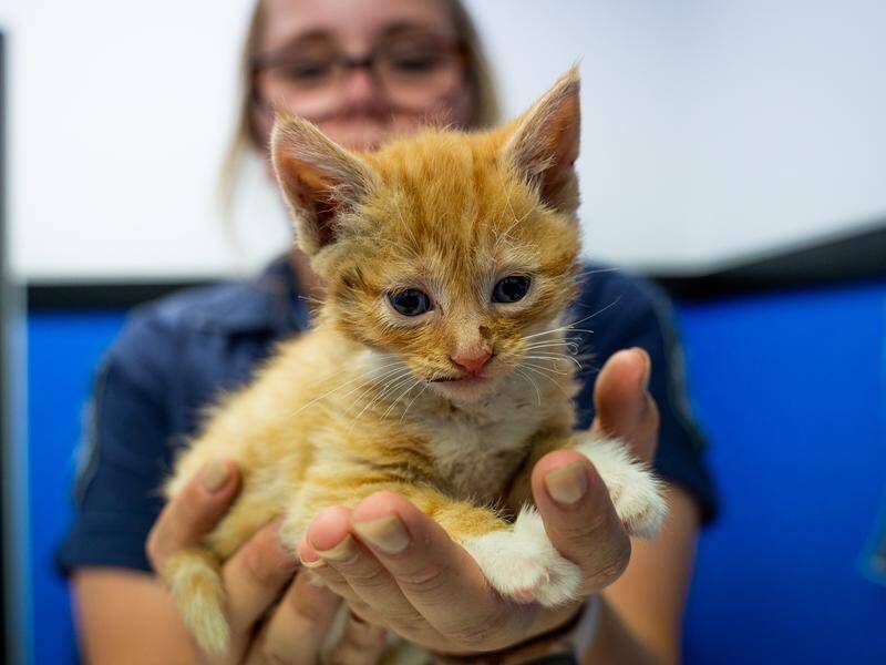 A kitten has been nursed back to health after having firecrackers taped and set alight on her back.