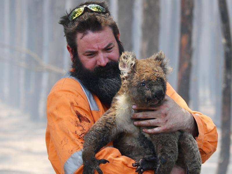 There are concerns that koalas may have become endangered after many died in the recent bushfires.