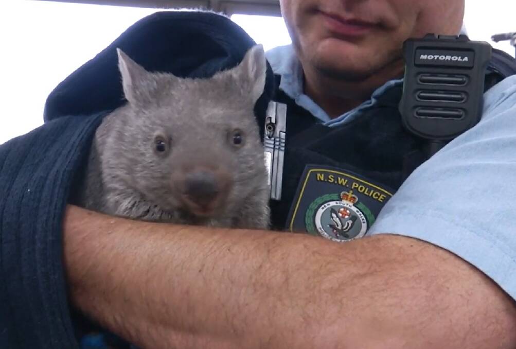 Ted. Picture: NSW Police