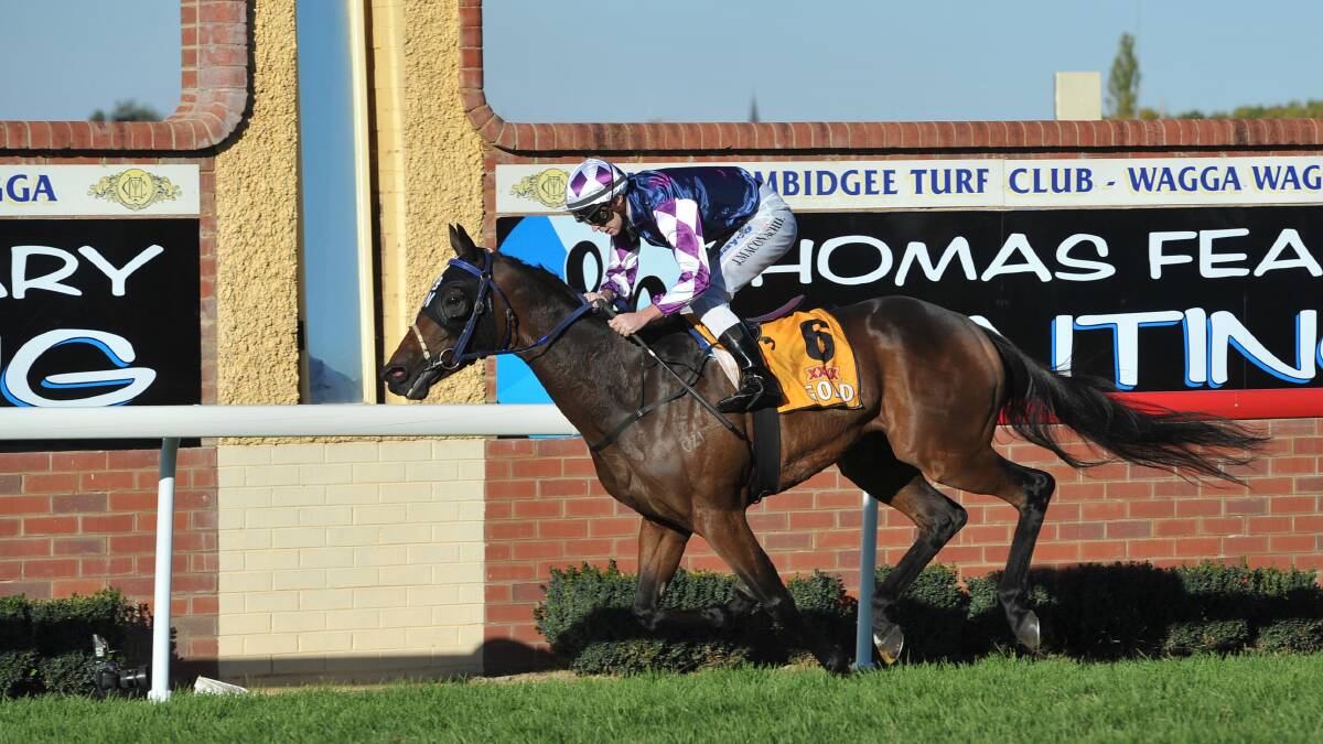 GUNNER GET THEM: Gunner will be out to score another Murrumbidgee Turf Club victory in Tuesday's $25,000 Ted Ryder Cup (1600m).