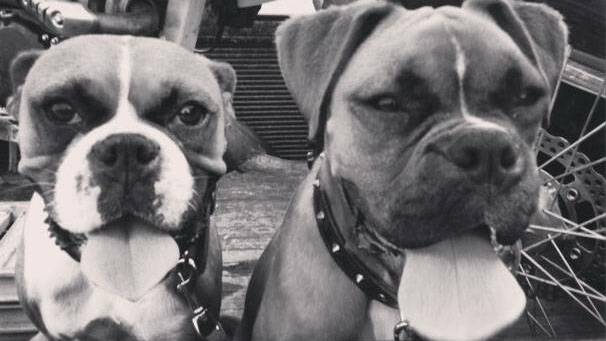 Boxers Rosie and Lester - named after Lionel Rose and Lester Ellis - know how to strike a pose. Picture: Lily Huntly
