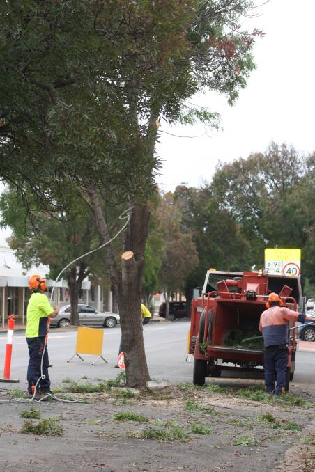 Wagga council tree removal
