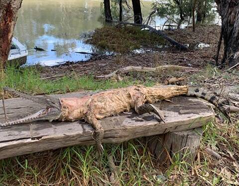The dead crocodile was found in the Murray River on Sunday. Picture: BRENT LODGE