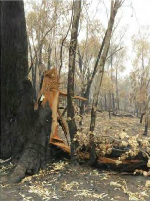 Investigators believe this tree was struck by lightning near the Woomargama National Park, sparking the fire. Picture supplied