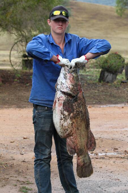 LOSS: Cameron Howard with a Murray cod measuring more than a metre in length. He collected about a dozen cod with Peter Sutherland on Thursday. Picture: BLAIR THOMSON