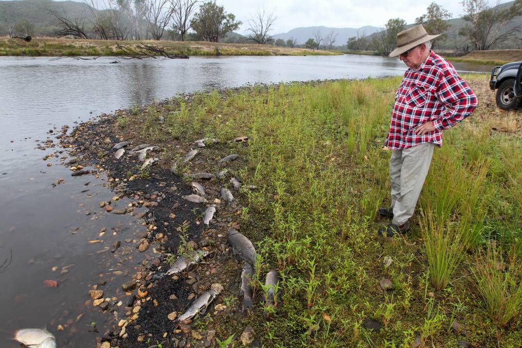 KILLED OFF: Mr Sutherland inspects dead fish in the river at his property at Thologolong. He described the incident as a "disaster". 