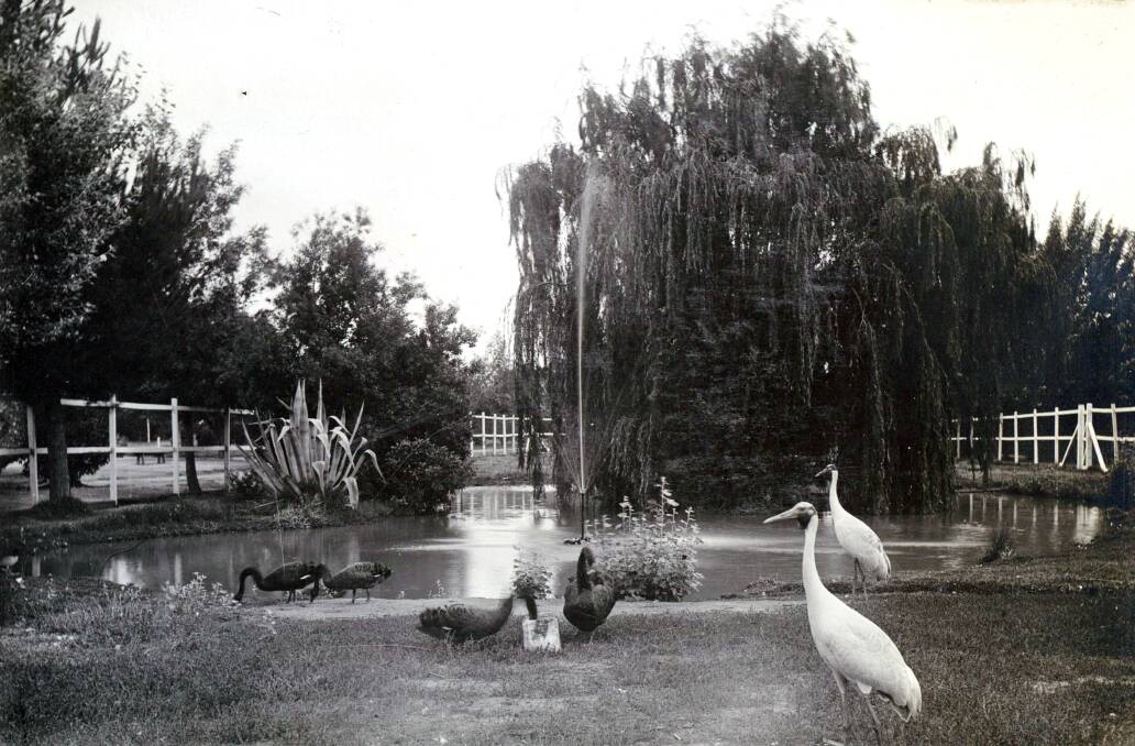 GARDEN: Wagga Council Gardens at Newtown about 1910. Picture: Anthony Brunskill Album, Museum of the Riverina