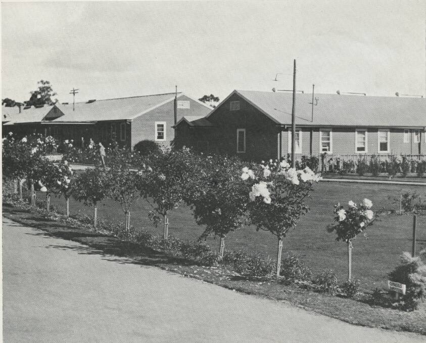 COMING UP ROSES: The rose garden at Wagga Teachers College in the 1950s. Photo: CSURA RW5_347(4)