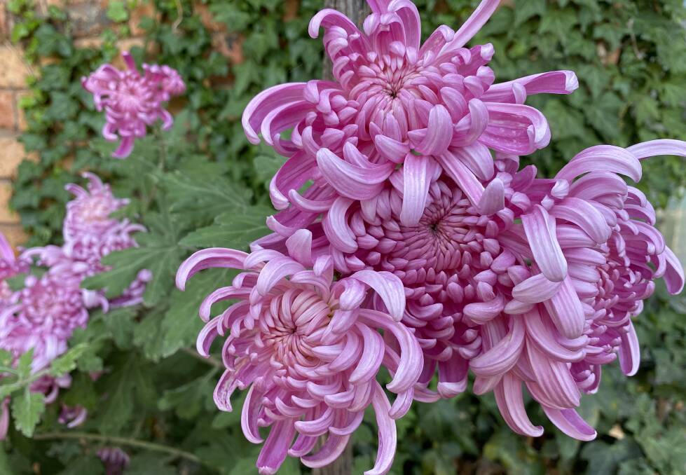 Gift that keeps on giving: Last year's Mothers' Day Chrysanthemums went from the vase into the garden, and they grew! Picture: Cheryl Wheeler 