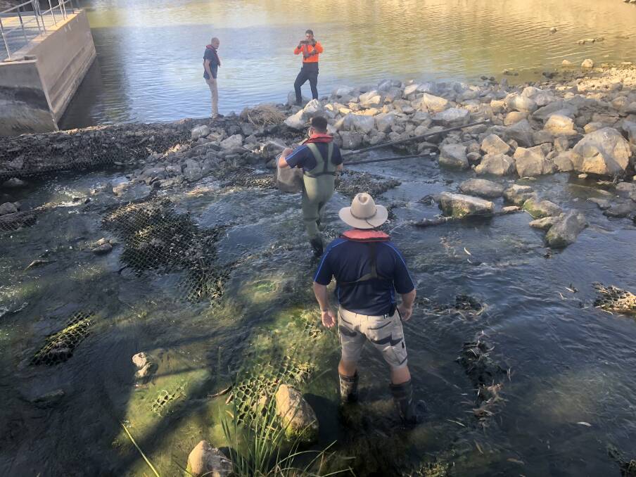 LIFESAVERS: An attempt to rescue fish in the lower Darling. Picture: NSW DPI