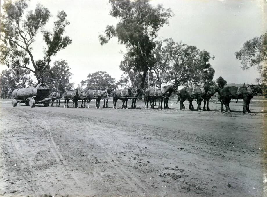 TEAMWORK: Horse team hauling timber in the early 1900s for the C. Hardy & Co Red Gum Sawmills. Photo: Anthony Brunskill Album, Museum of the Riverina