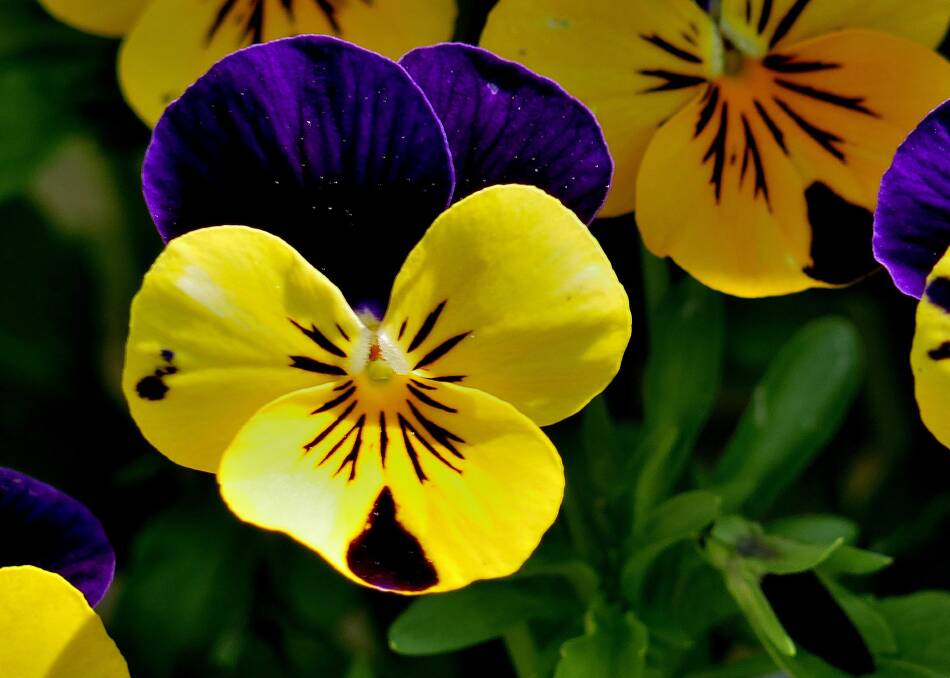 MUCH-LOVED: Pansies, with their myriad of colour combinations, have been a garden favourite for centuries.