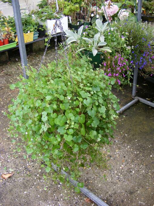 PERFECT: Kenilworth Ivy is perfect in hanging baskets.