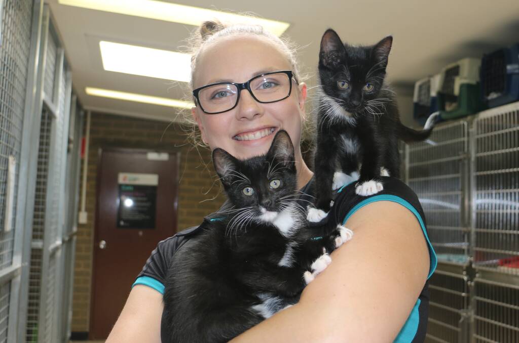 Keli Stephens also has a number of cats and kittens up for adoption at the Glenfield Road Animal Shelter. Picture: Jessica McLaughlin