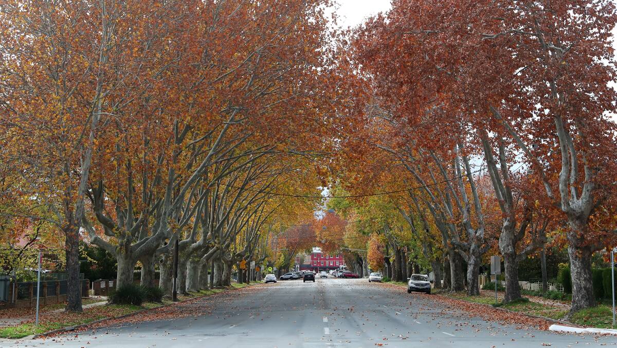 'TIS THE SEASON: Orange leaves cover the road side, footpaths and trees above along Gurwood Street in Wagga. Picture: Emma Hillier
