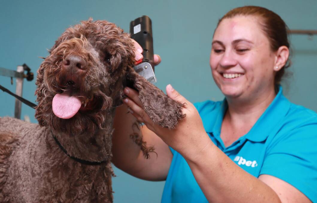 MAKEOVER: Milo the Poodle is in for his regular shave and clean with PETstock Wagga groomer Renai Kneebone. Picture: Les Smith