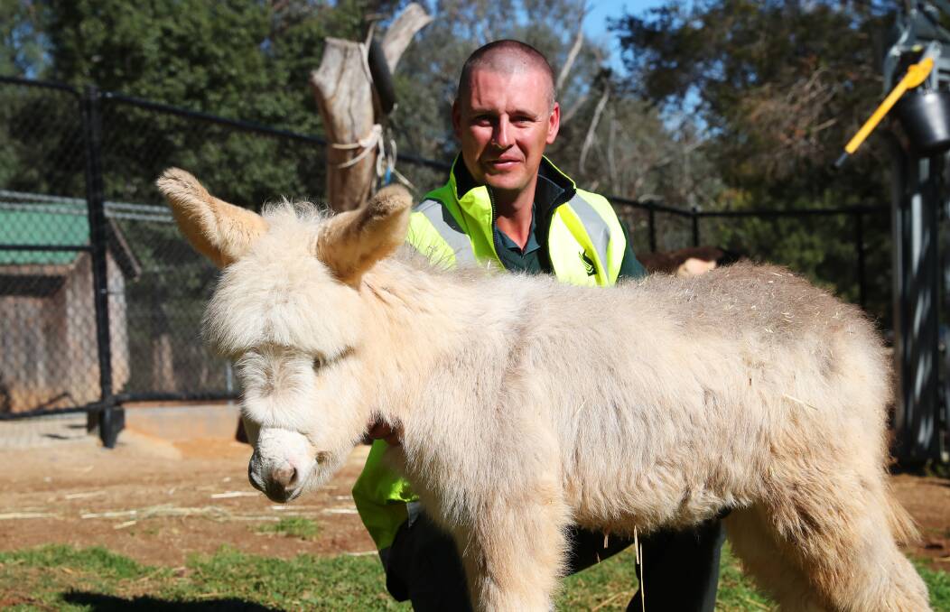 The newest donkey addition to Wagga Zoo, Shrimp, with council's Park Manager Henry Pavitt. Picture: Jessica McLaughlin