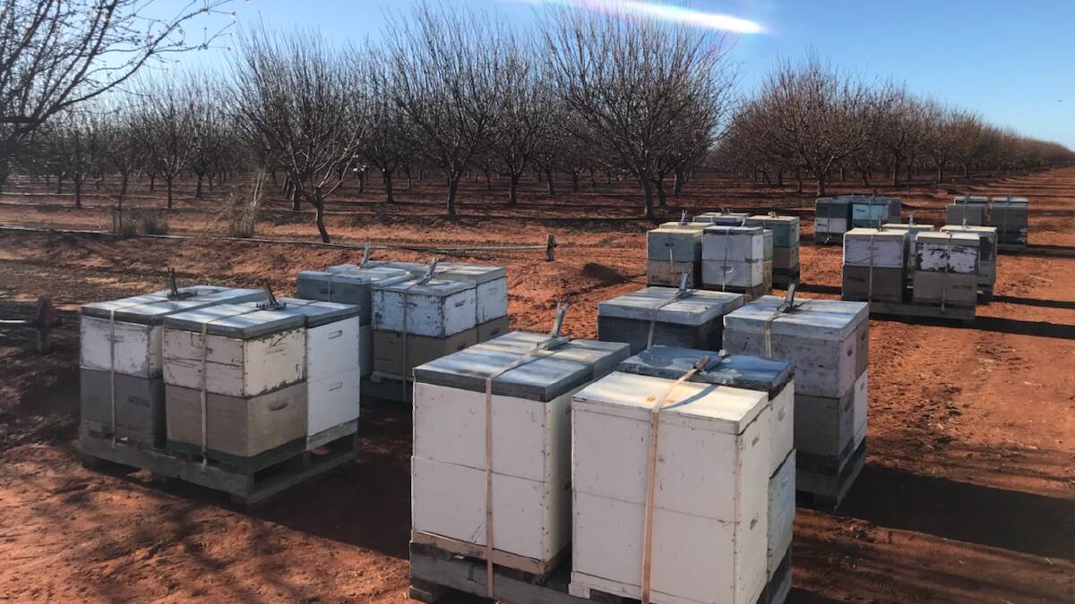 BUSY BEES: Beekeeper Matt Gledhill is proud of his 300 hives, which travel the region to help pollinate fresh produce for different farmers. Picture: Contributed
