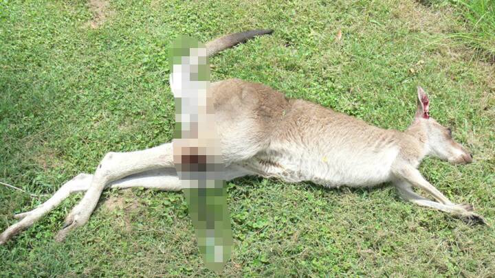 A Kangaroo found dead of blood loss and infection from arrow lodged in its leg. Picture: WIRES