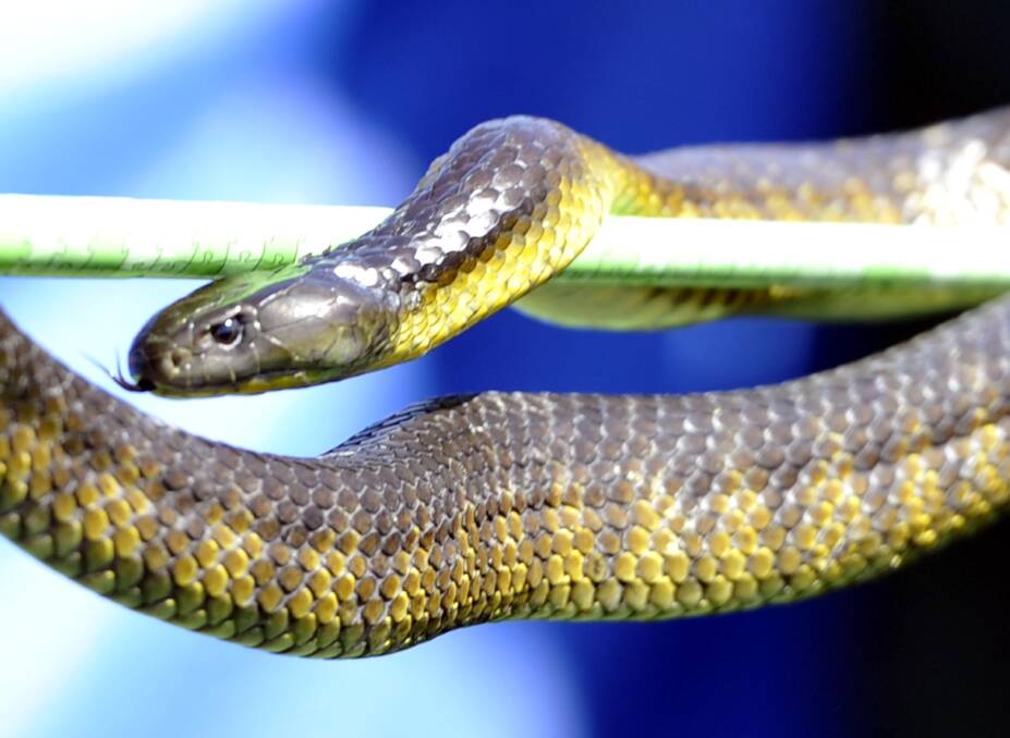 SLIPPERY SITUATION: Reptile handler Gray Pattinson says we need to learn to respect that snakes live in this world too. Picture: Les Smith.